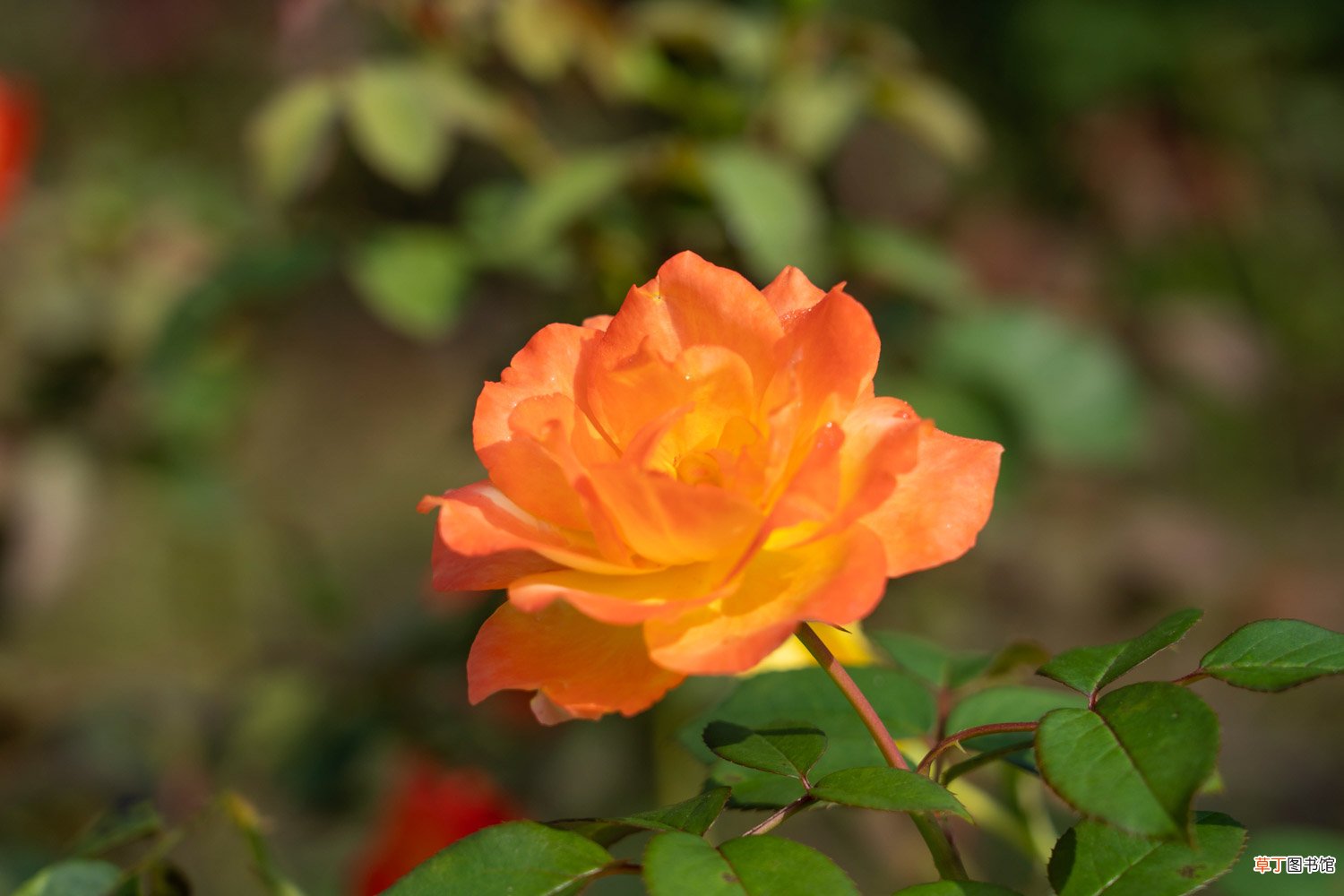 月季花嫁接方法