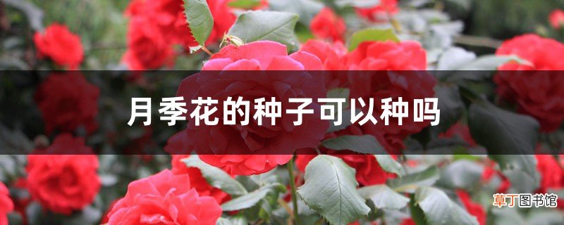 月季花的种子可以种吗
