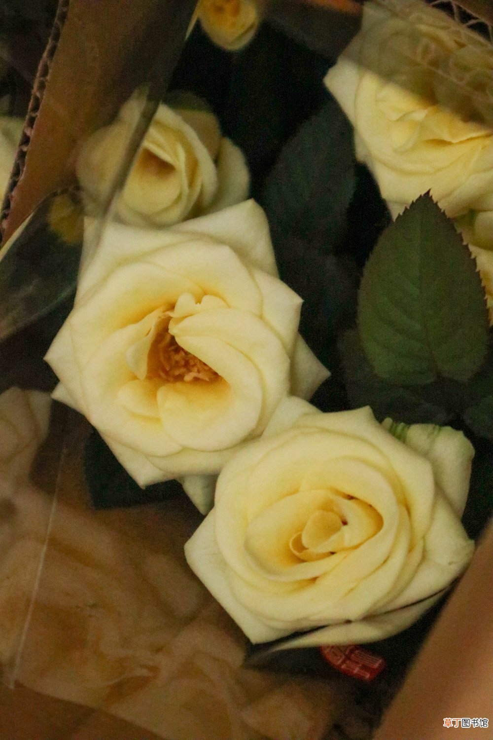 月季花的种子可以种吗