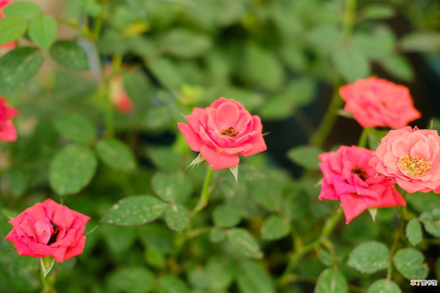月季花施肥施什么肥料