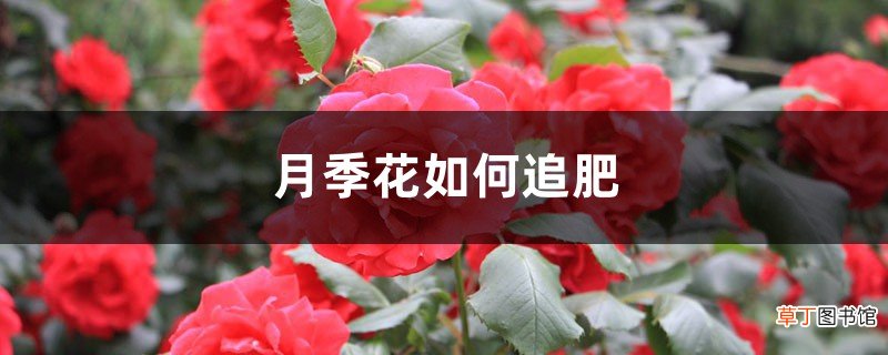 月季花如何追肥