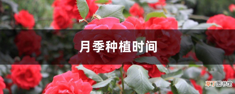 月季种植时间