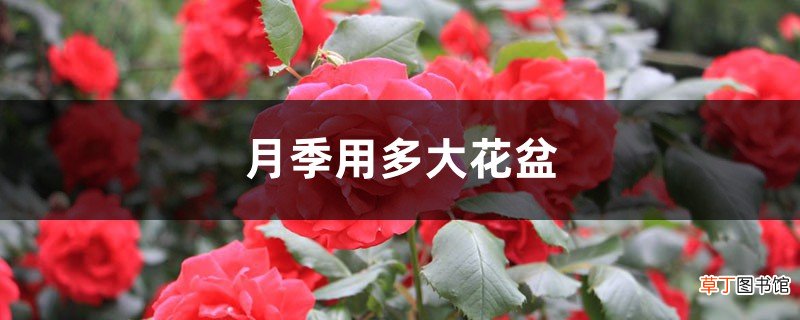 月季用多大花盆