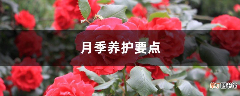 月季养护要点