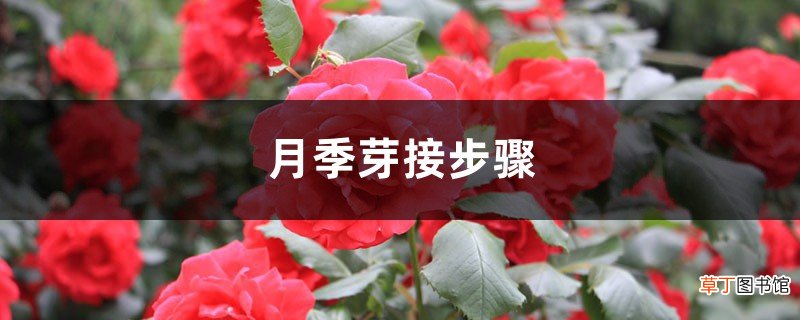 月季芽接步骤