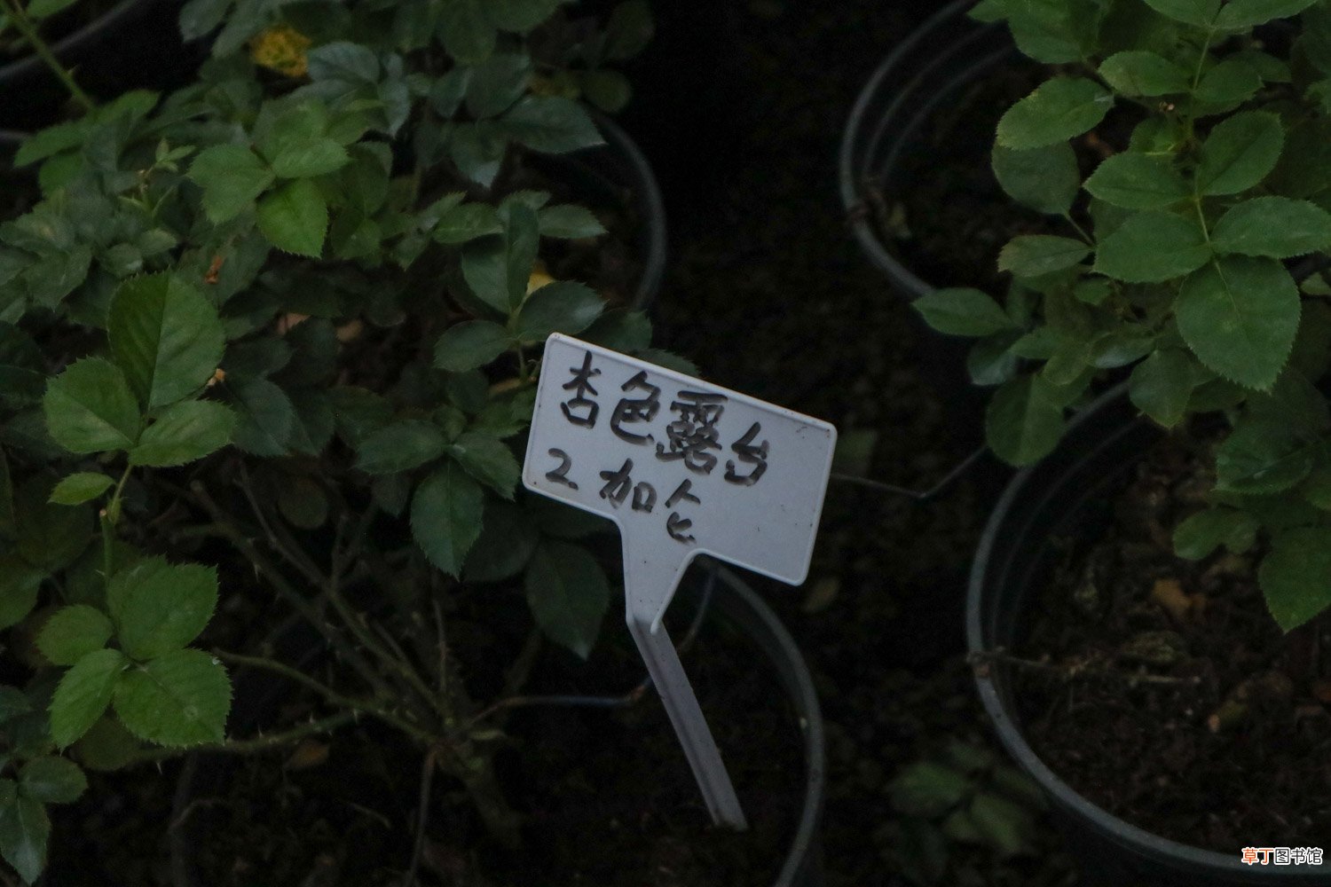 月季芽接步骤
