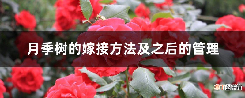 月季树的嫁接方法及之后的管理