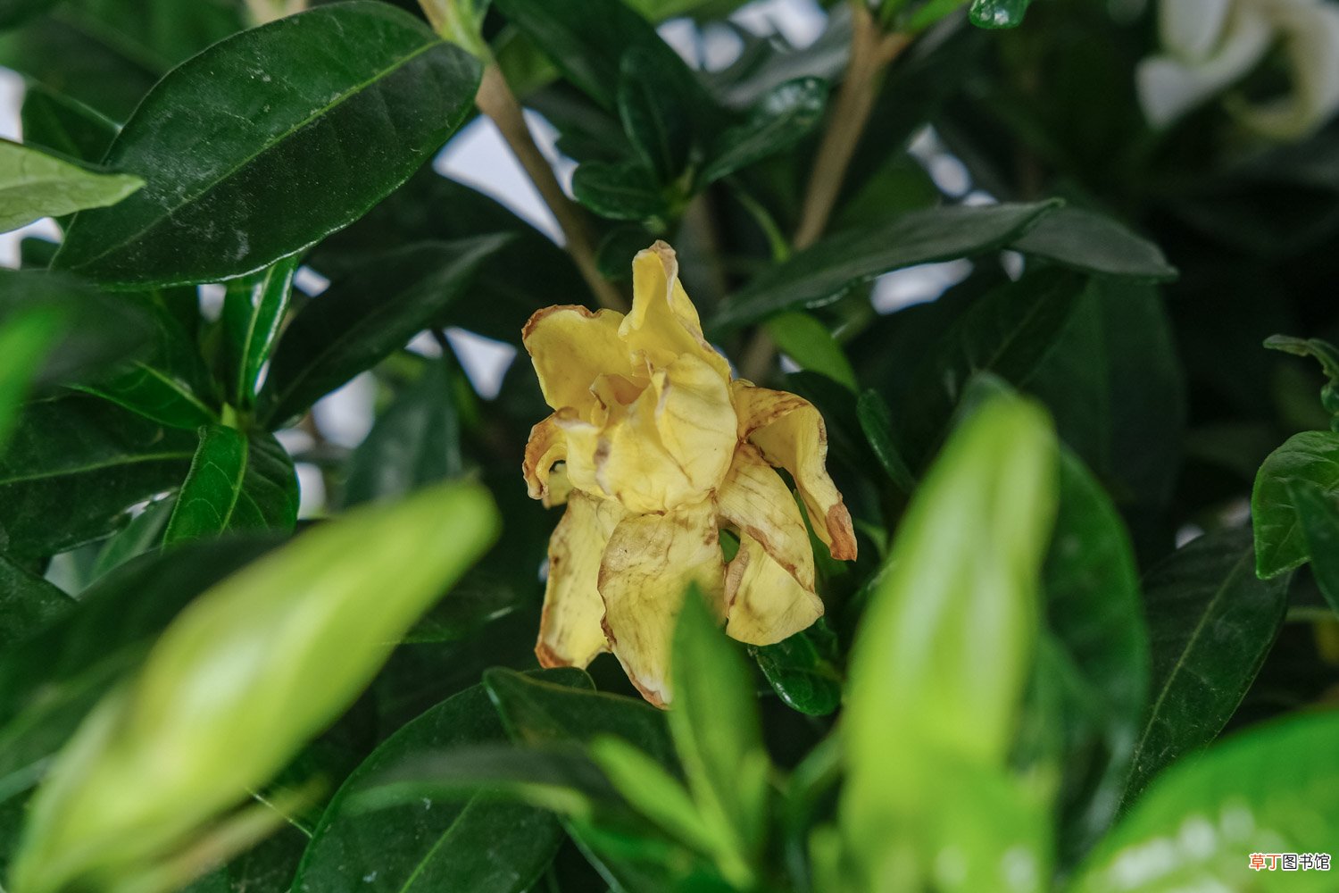 栀子花叶子干了有救吗