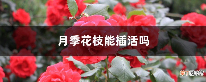 月季花枝能插活吗
