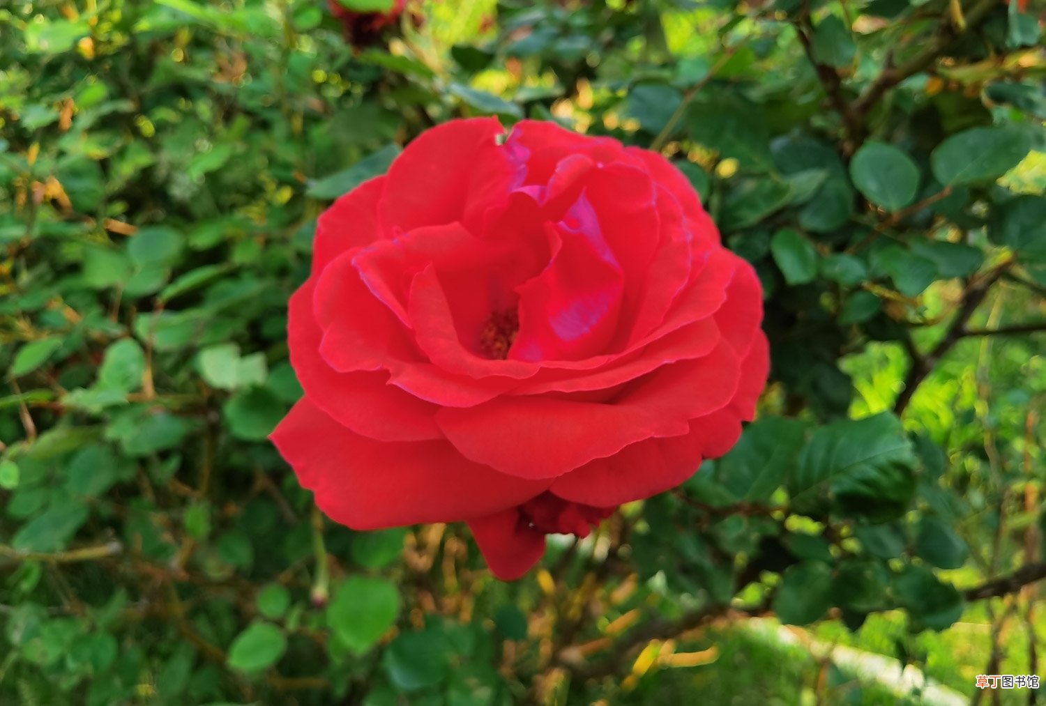 月季花用什么土