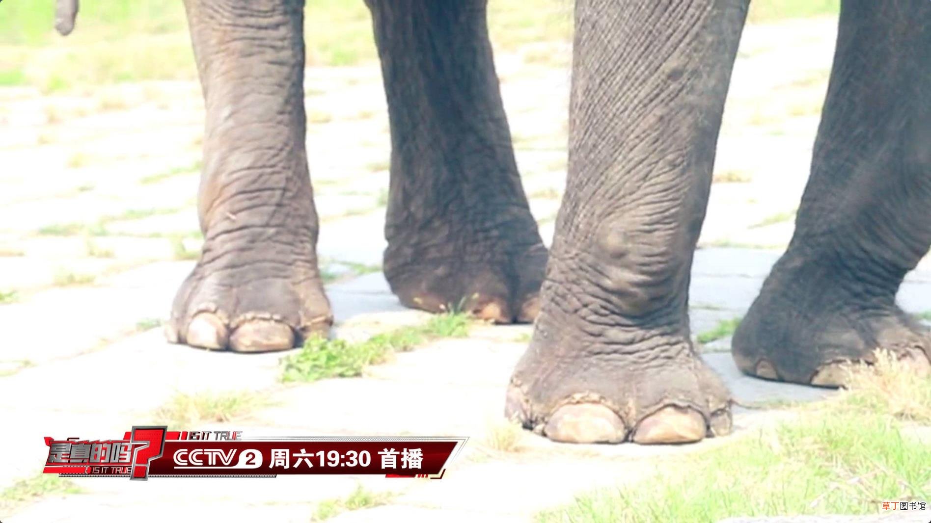 大象为什么用鼻子喝水不用嘴喝水 大象为什么怕老鼠