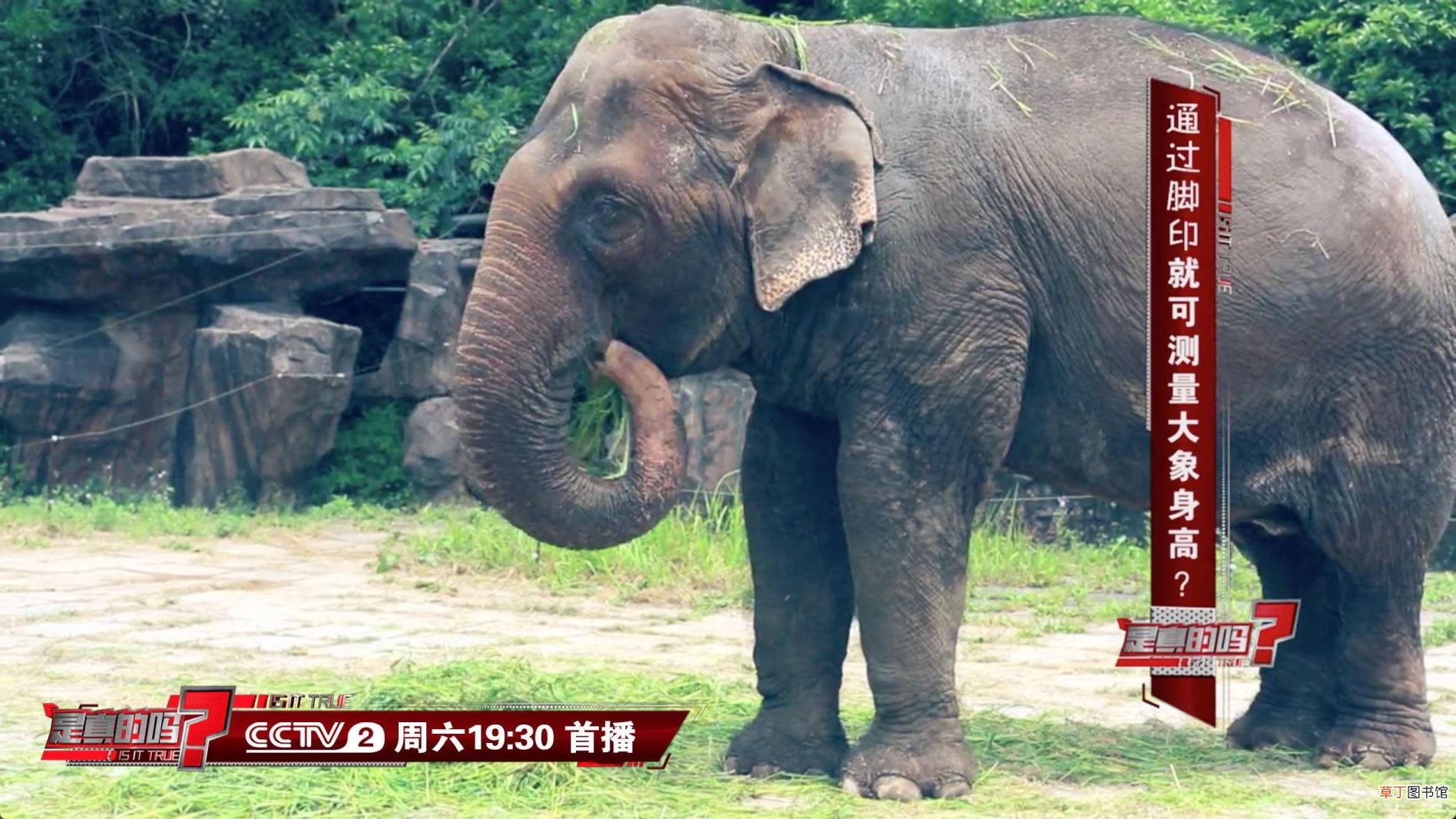 大象为什么用鼻子喝水不用嘴喝水 大象为什么怕老鼠