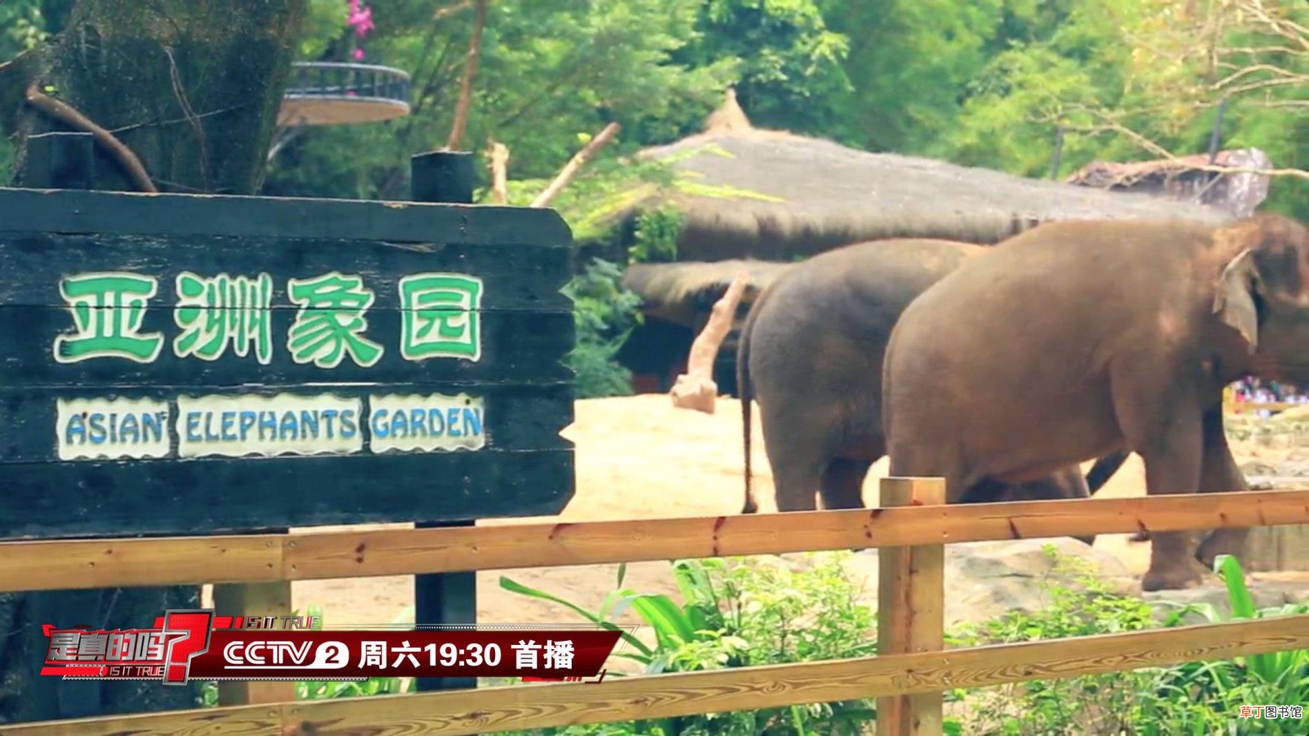 大象为什么用鼻子喝水不用嘴喝水 大象为什么怕老鼠