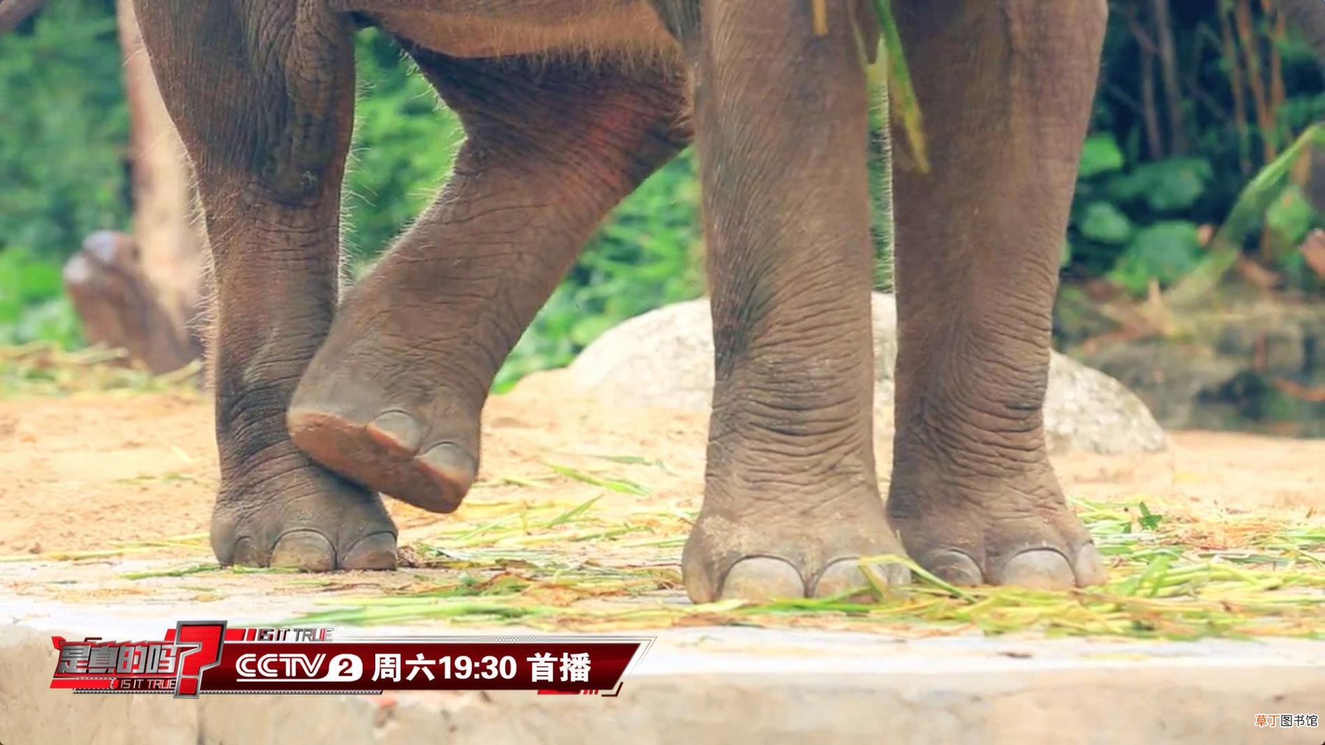 大象为什么用鼻子喝水不用嘴喝水 大象为什么怕老鼠