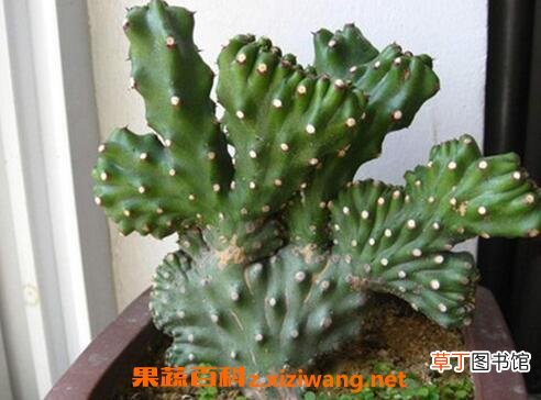玉麒的养殖方法和注意事项
