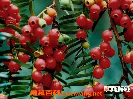 红豆杉的功效与作用及食用方法