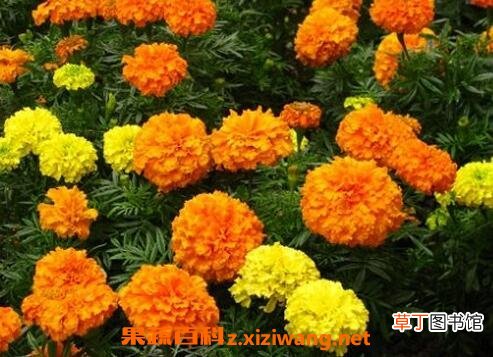 金盏花的功效与作用及禁忌