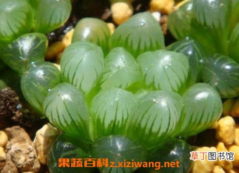 玉露的养殖方法与养护注意事项