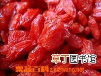 枸杞的功效和作用