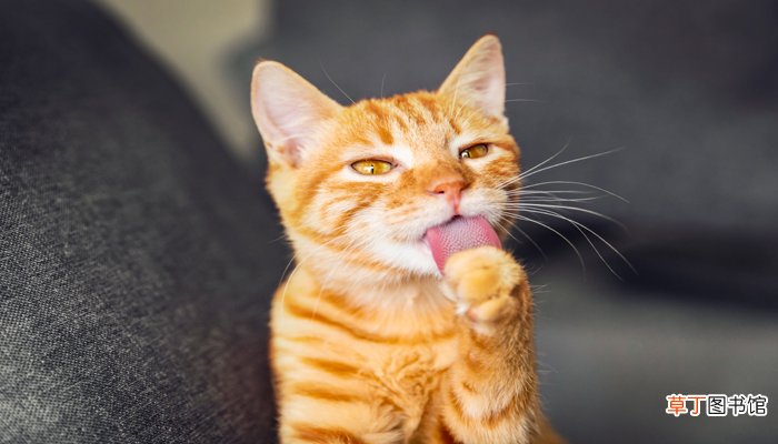 男人梦见猫咬手甩不掉