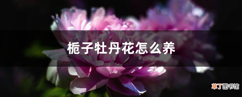 栀子牡丹花怎么养