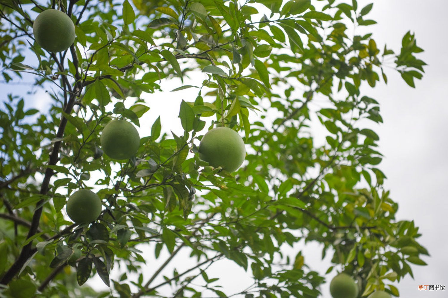柚子北方可以种植吗
