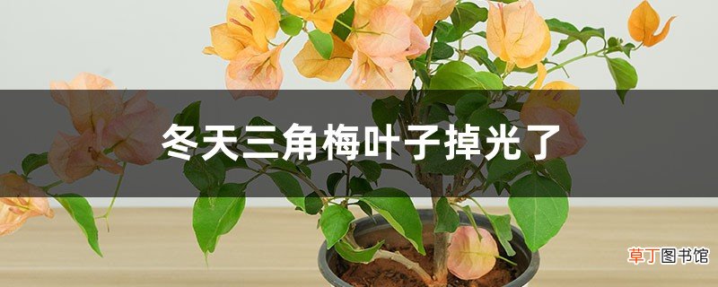 冬天三角梅叶子掉光了怎么办