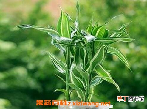 幸运竹的养殖方法和注意事项