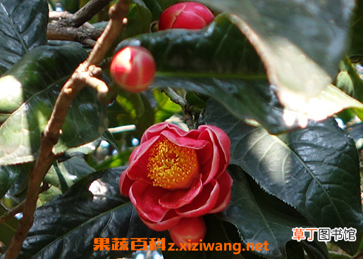 越南抱茎茶花的养殖技巧