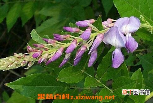 葛花的作用与功效及禁忌