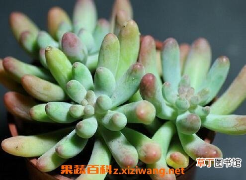 多肉植物怎么养 多肉植物的养殖方法技巧