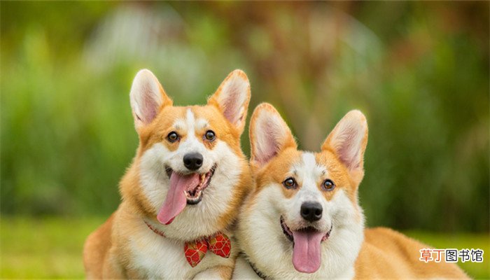 梦见狗撒尿