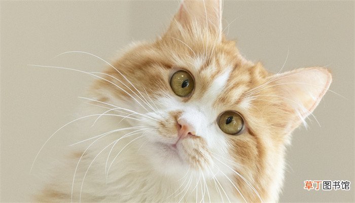 梦到猫最后生了男孩