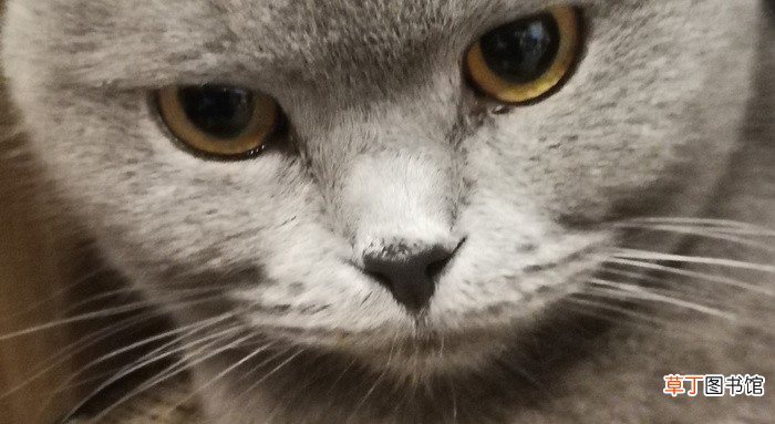 梦到狗和猫是什么意思