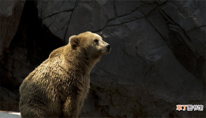 梦见狗熊追我什么意思