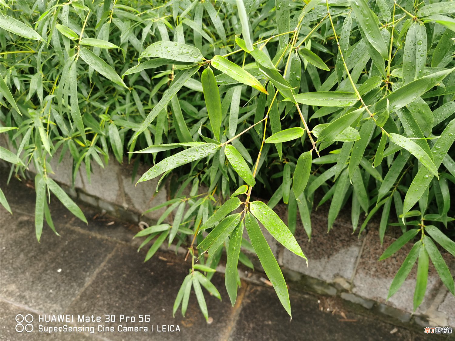 家中竹子开花破解，为什么开花