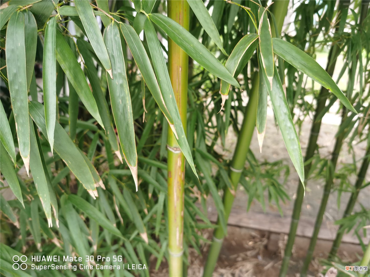 家中竹子开花破解，为什么开花