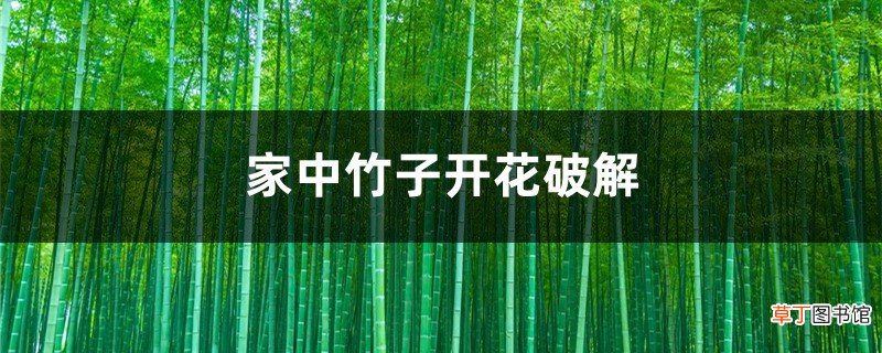 家中竹子开花破解，为什么开花