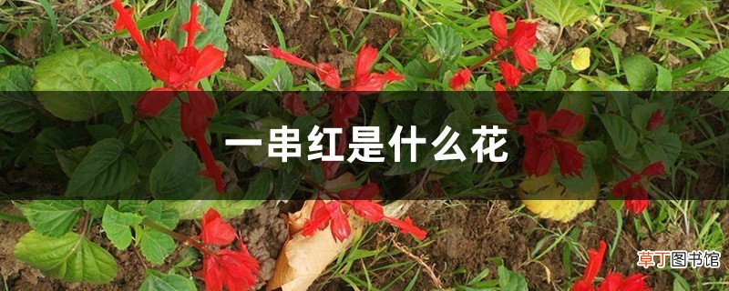 一串红是什么花