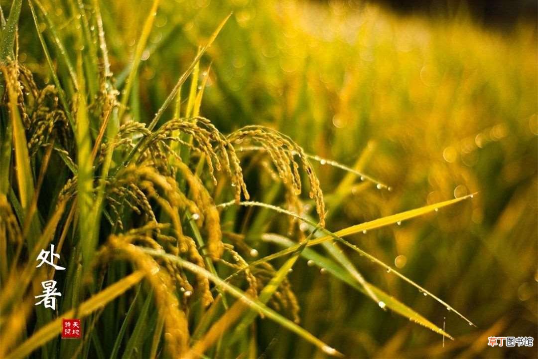2021处暑节气朋友圈文案?2021处暑怎么发朋友圈