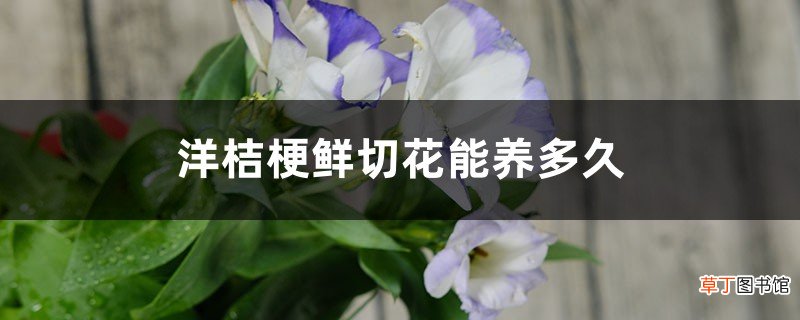 洋桔梗鲜切花能养多久