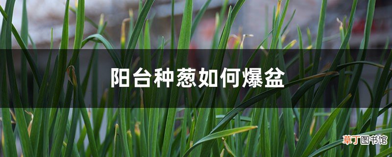 阳台可以种葱吗，如何养爆盆？