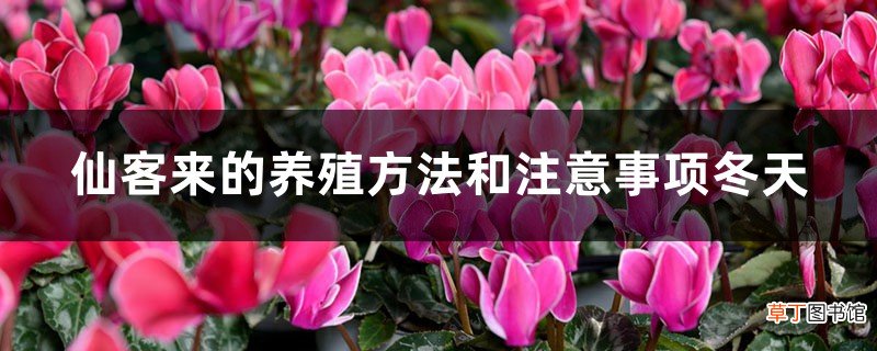 新买的仙客来怎么养，冬天怎么浇水