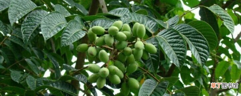 橄榄树的种植及管理