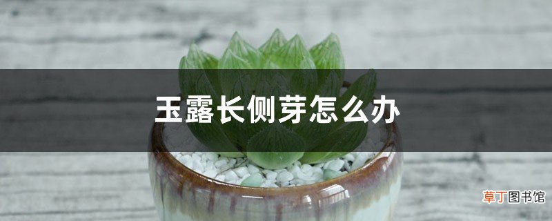 玉露长出侧芽后怎么办