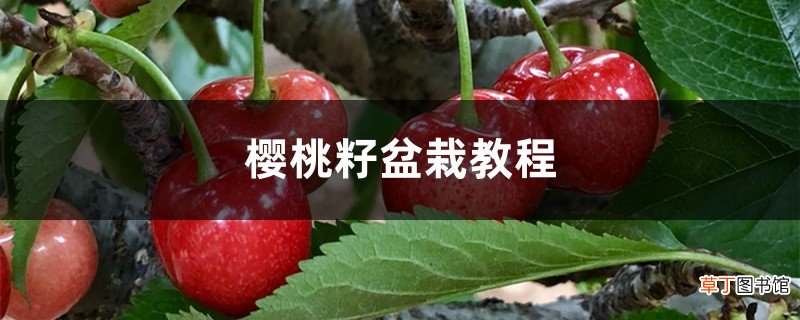 樱桃籽盆栽教程