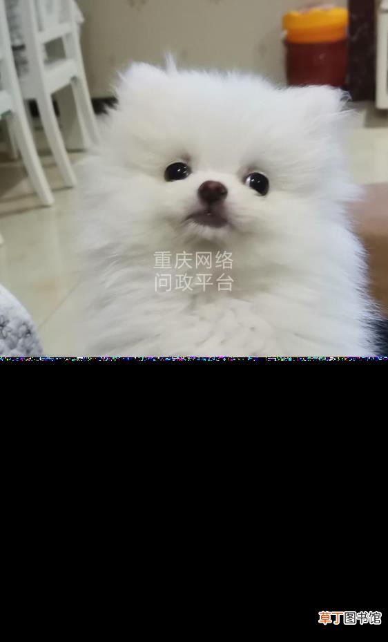 正规狗证图片 为什么办狗证