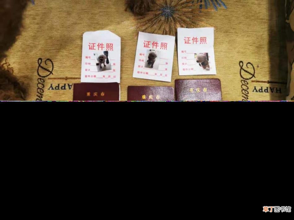 正规狗证图片 为什么办狗证