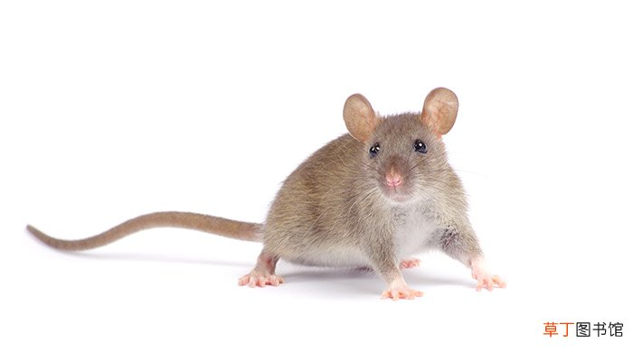 梦见打死一只老鼠