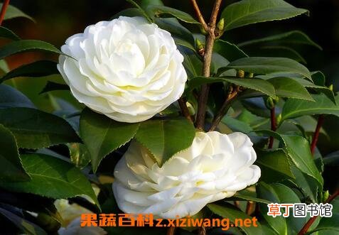 野生山茶花的养殖方法和注意事项